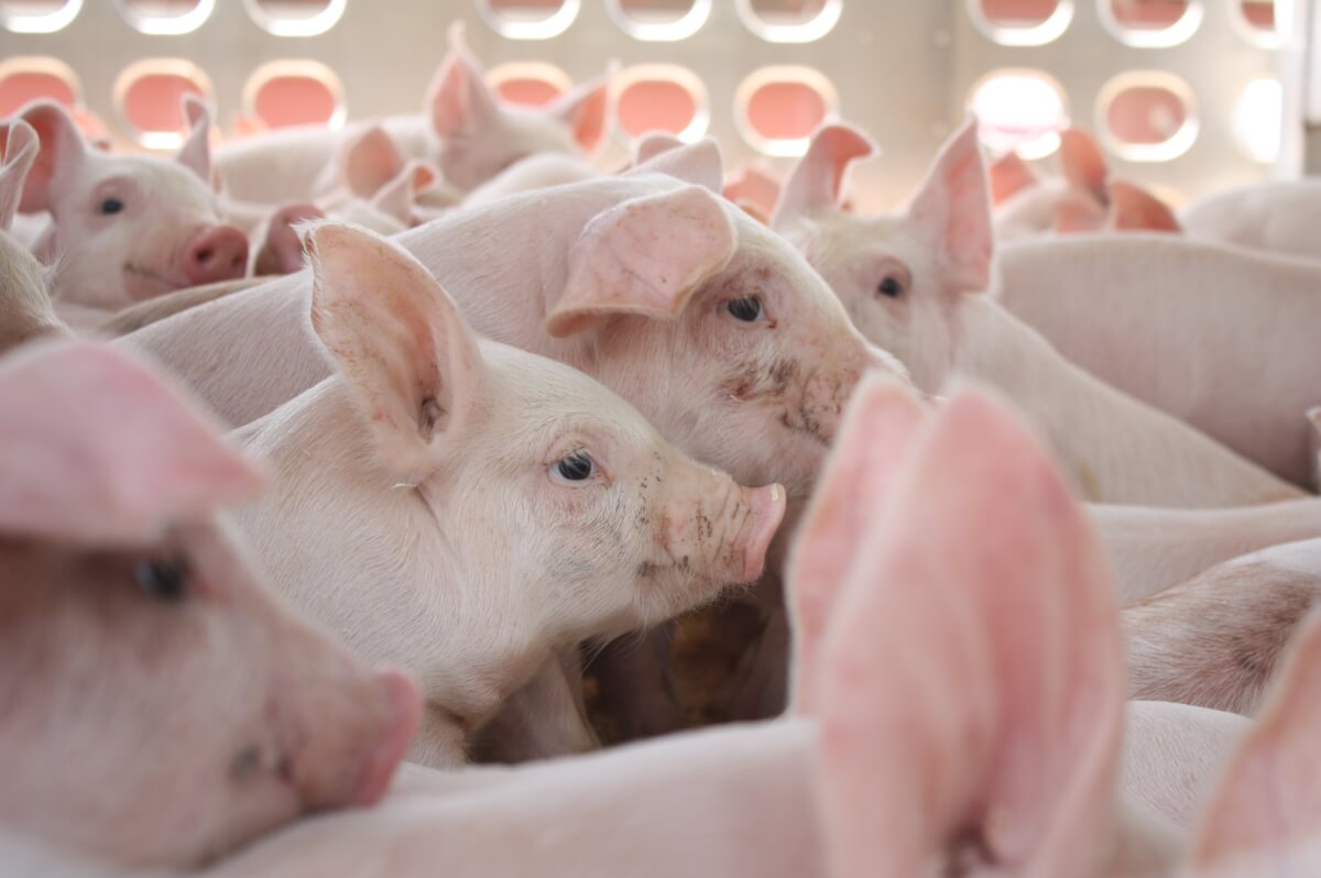 ИИ Huawei поможет фермерам производить больше свинины