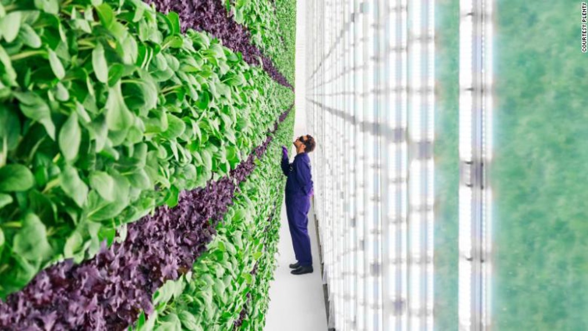Проект “вертикальная ферма”: как выращивают еду с помощью высоких технологий